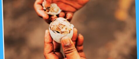 Balut