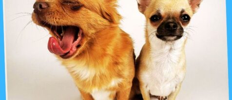 Pet Travel