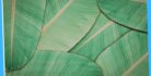 banana leaves