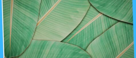 banana leaves