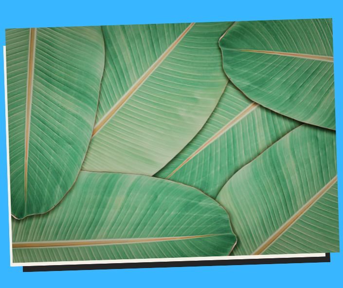 banana leaves