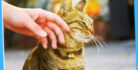 Cat Pet