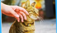 Cat Pet