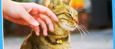 Cat Pet