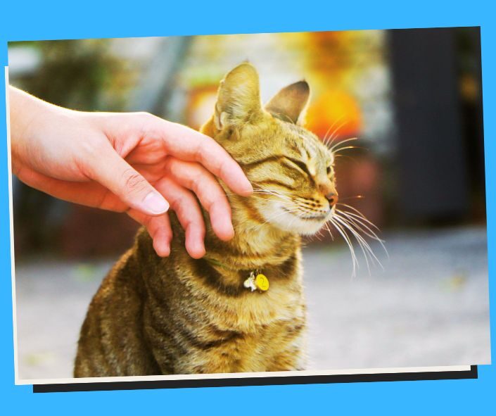 Cat Pet